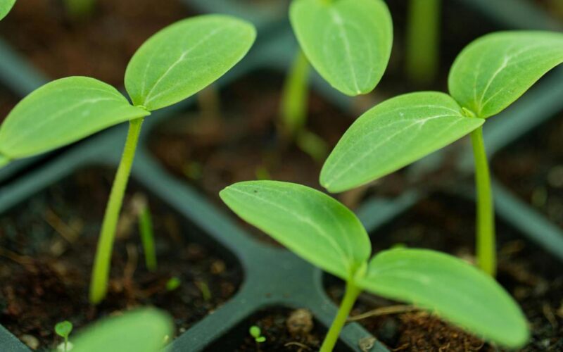 nowoczesne rolnictwo